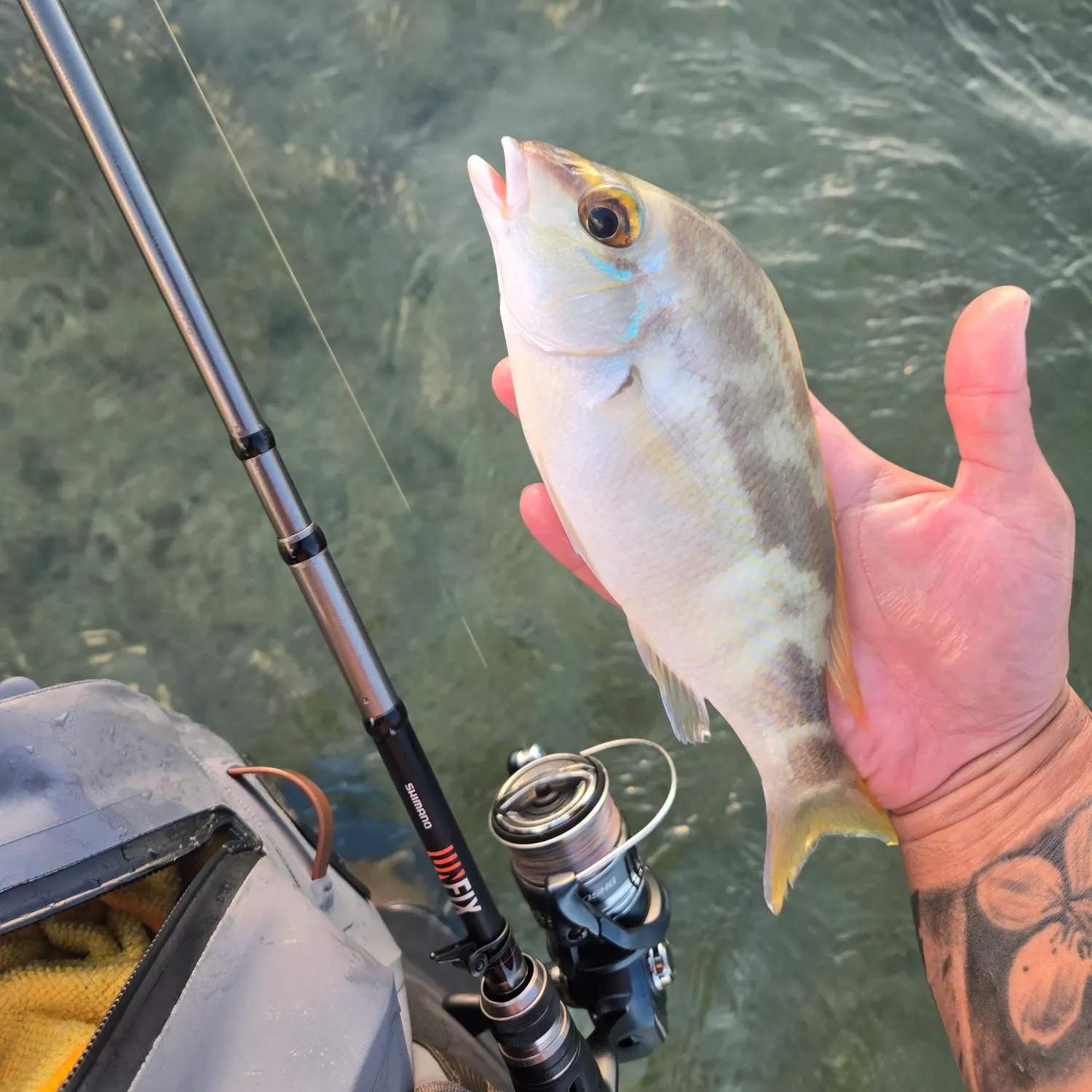 The most recent Monogrammed monocle bream catches on Fishbrain