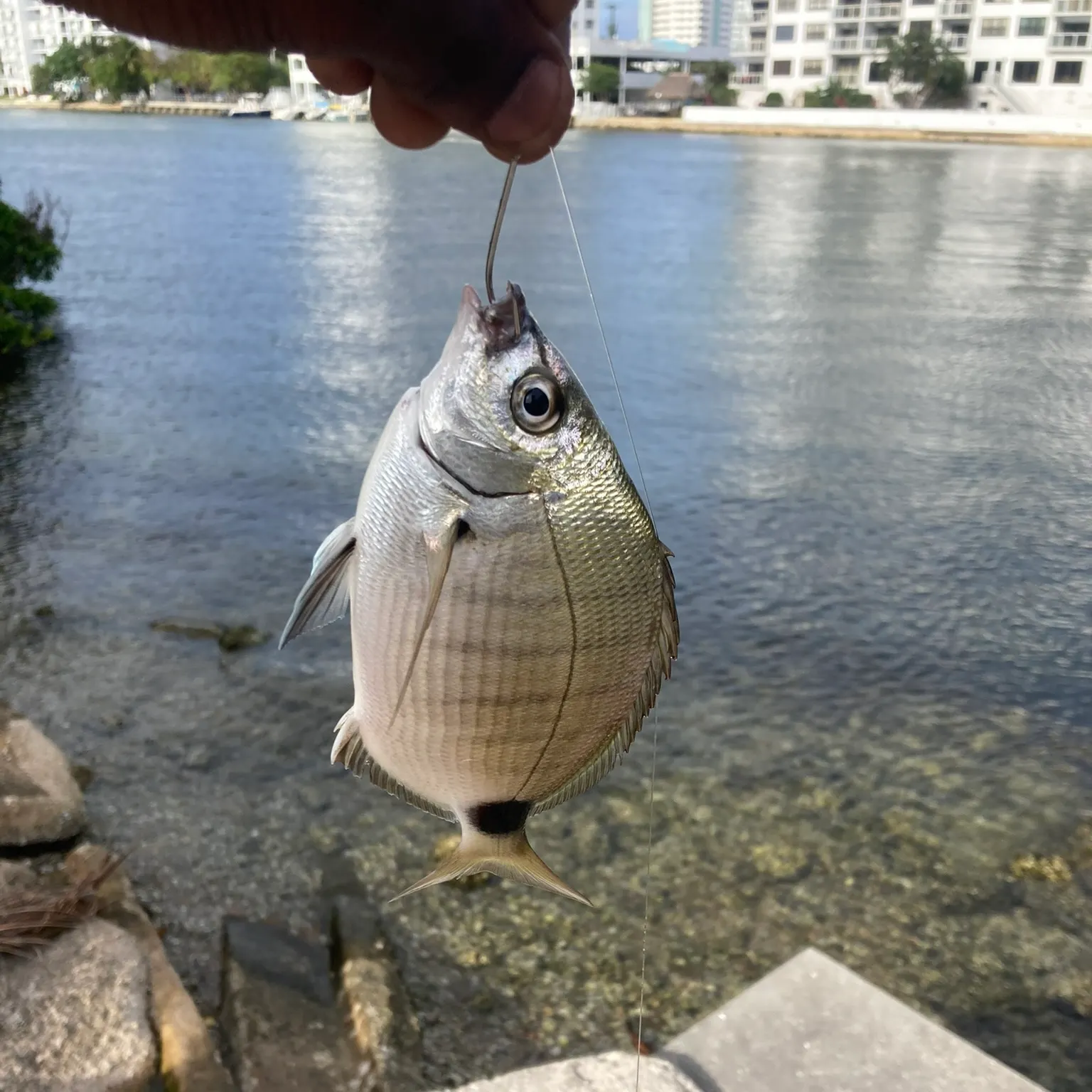 The most recent Spottail seabream catches on Fishbrain