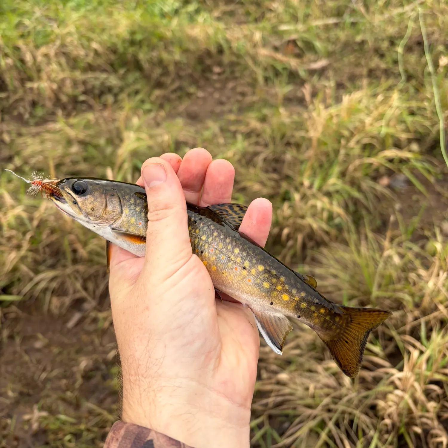 Brook trout caught on Fishbrain