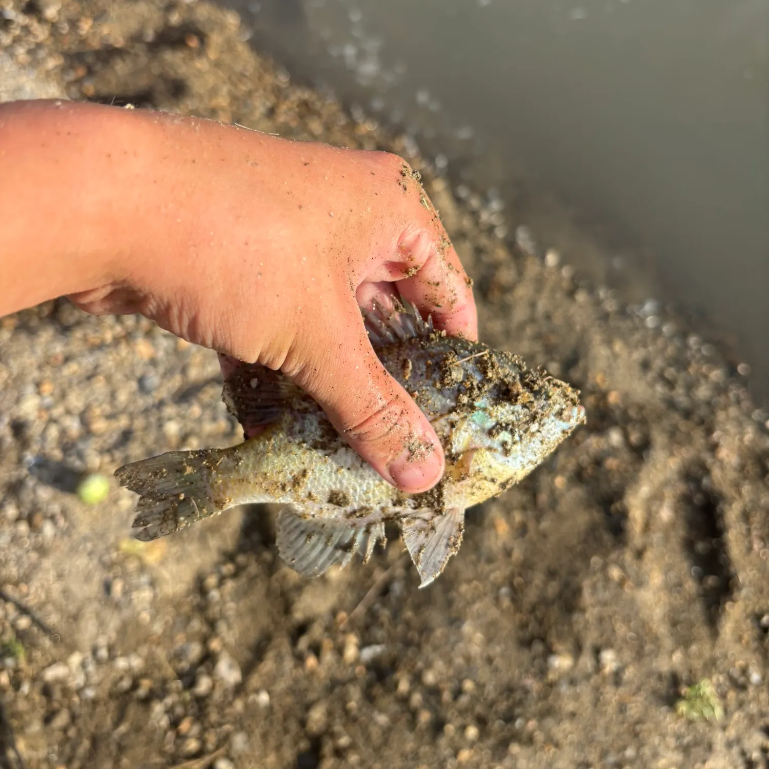 Bluegill caught on Fishbrain