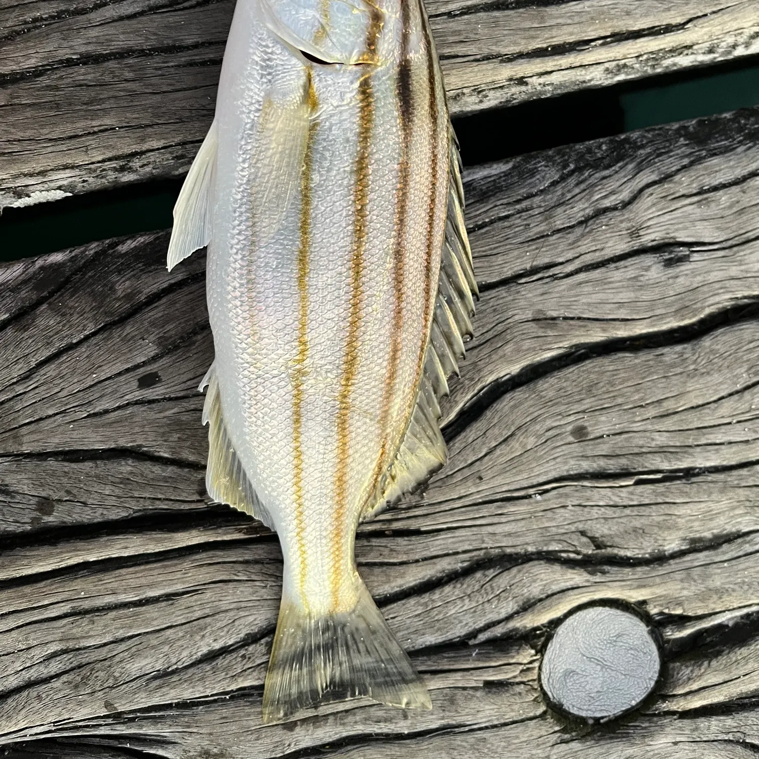 The most recent Four-lined Grunter catches on Fishbrain