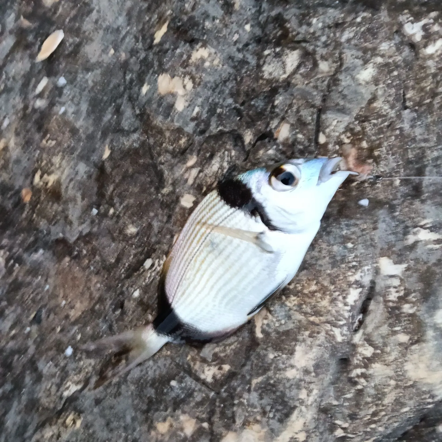 White seabream caught on Fishbrain