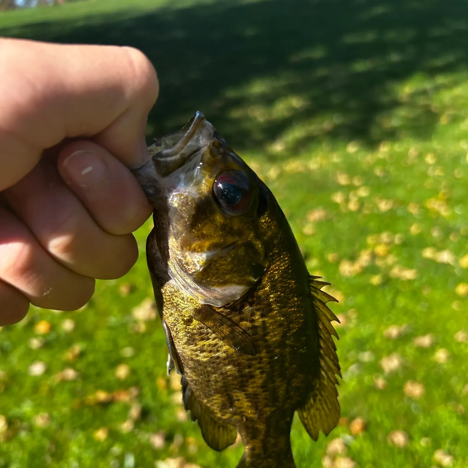 Rock bass caught on Fishbrain