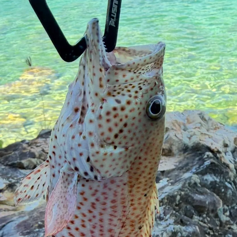 The most recent Graysby grouper catches on Fishbrain