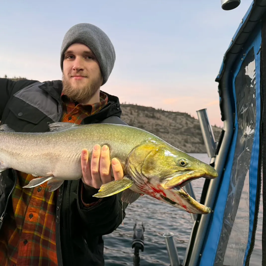 The most recent Bull trout catches on Fishbrain