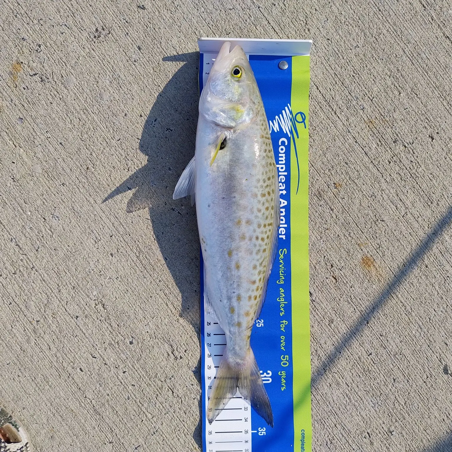 The most recent Western Australian salmon catches on Fishbrain