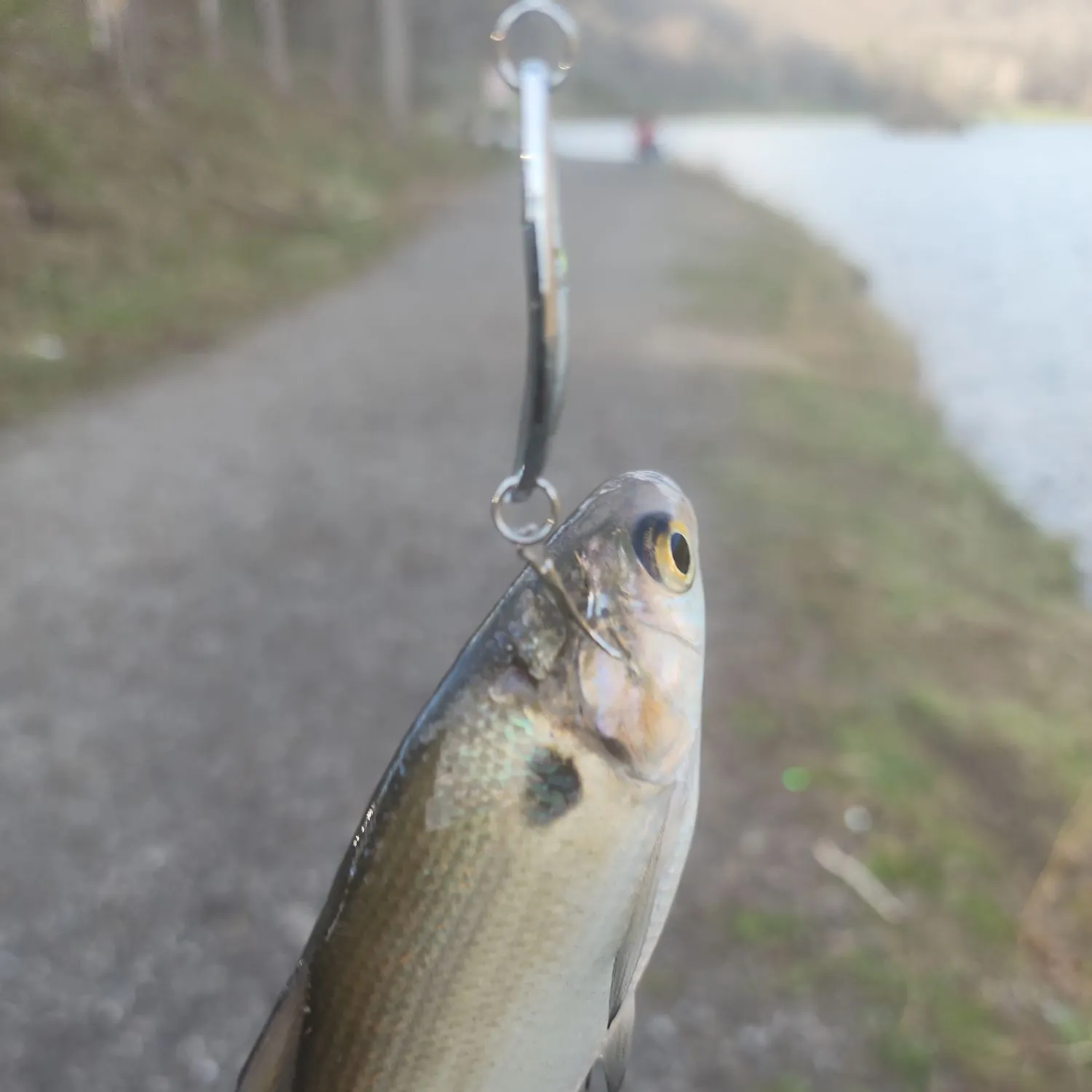 The most recent American gizzard shad catches on Fishbrain