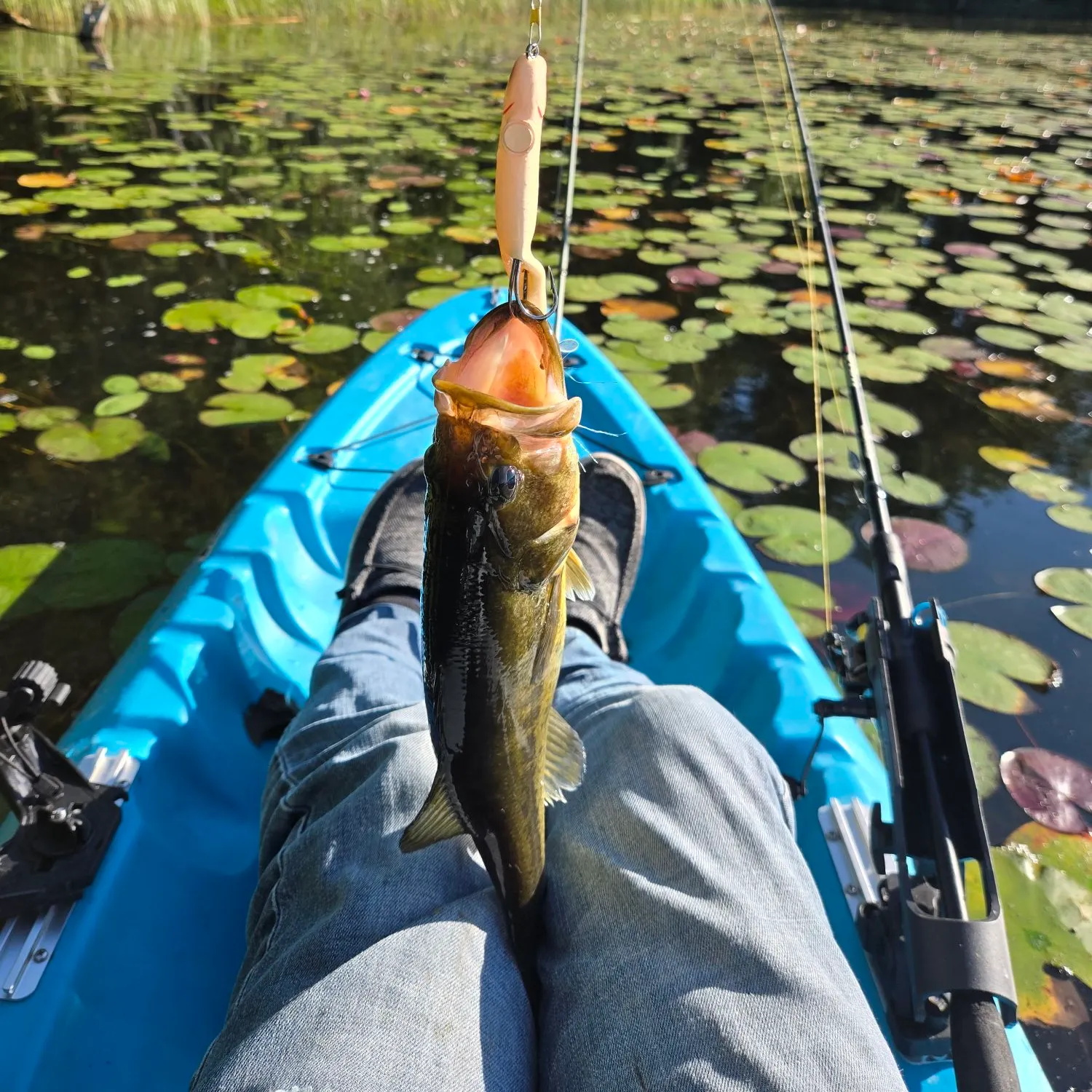 Largemouth bass caught on Fishbrain