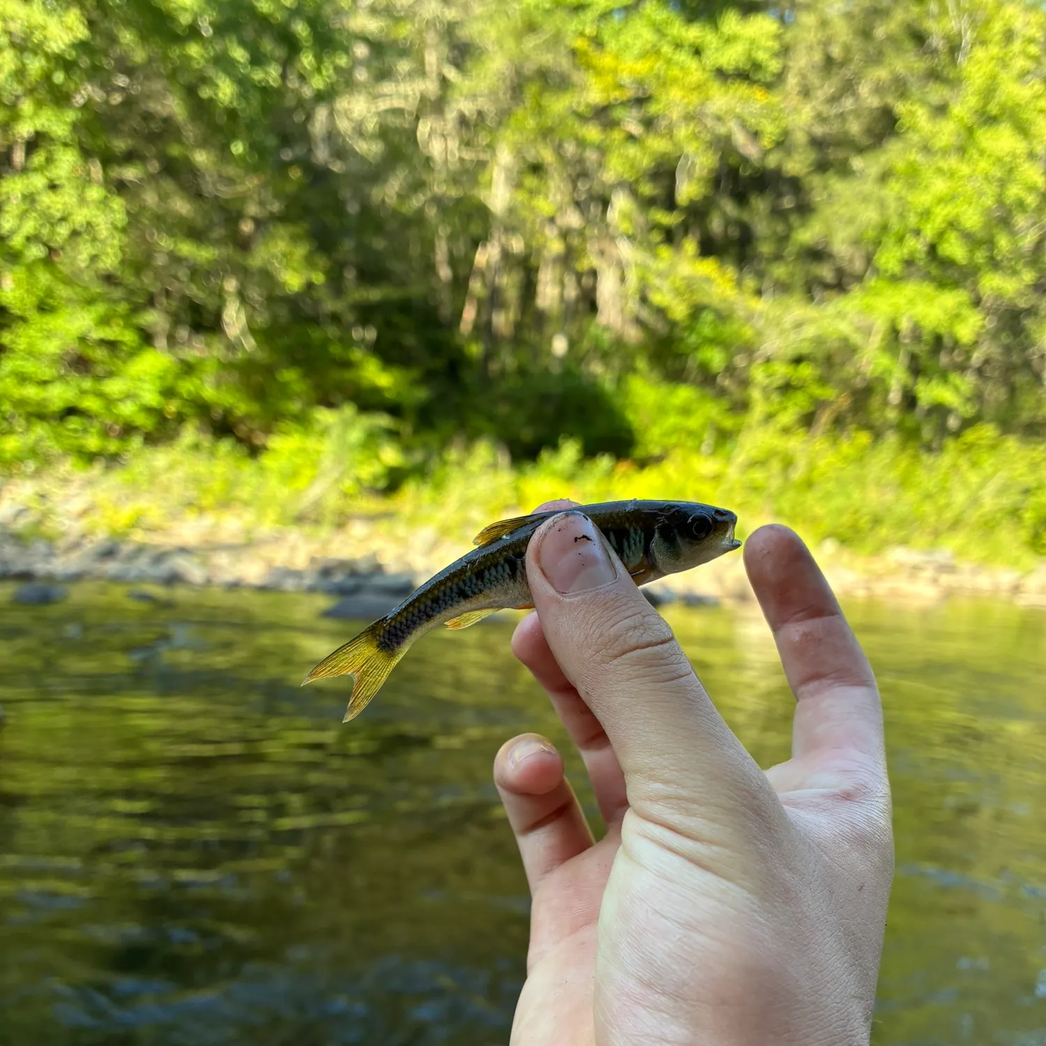 Common shiner caught on Fishbrain