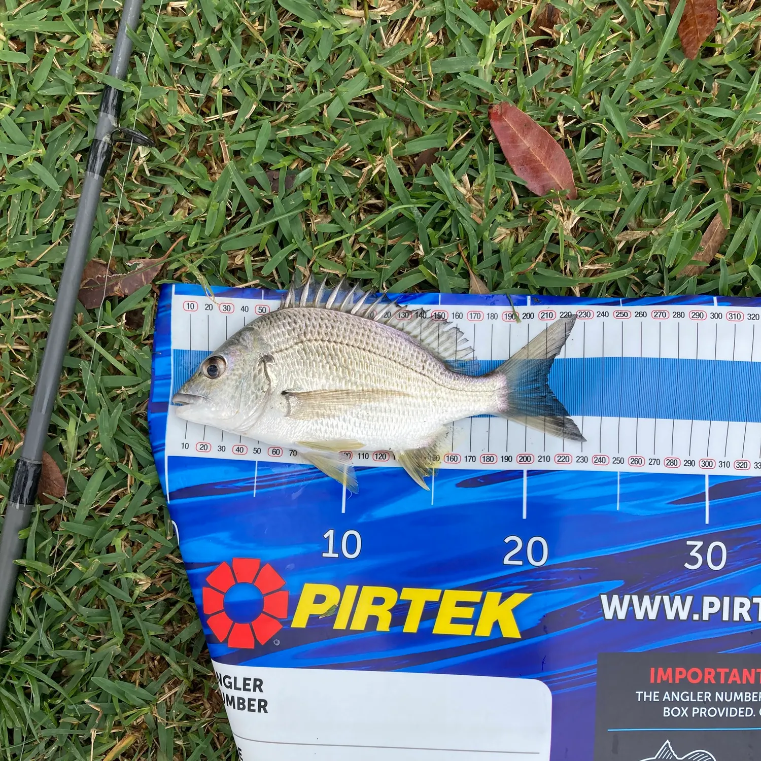 Surf bream caught on Fishbrain
