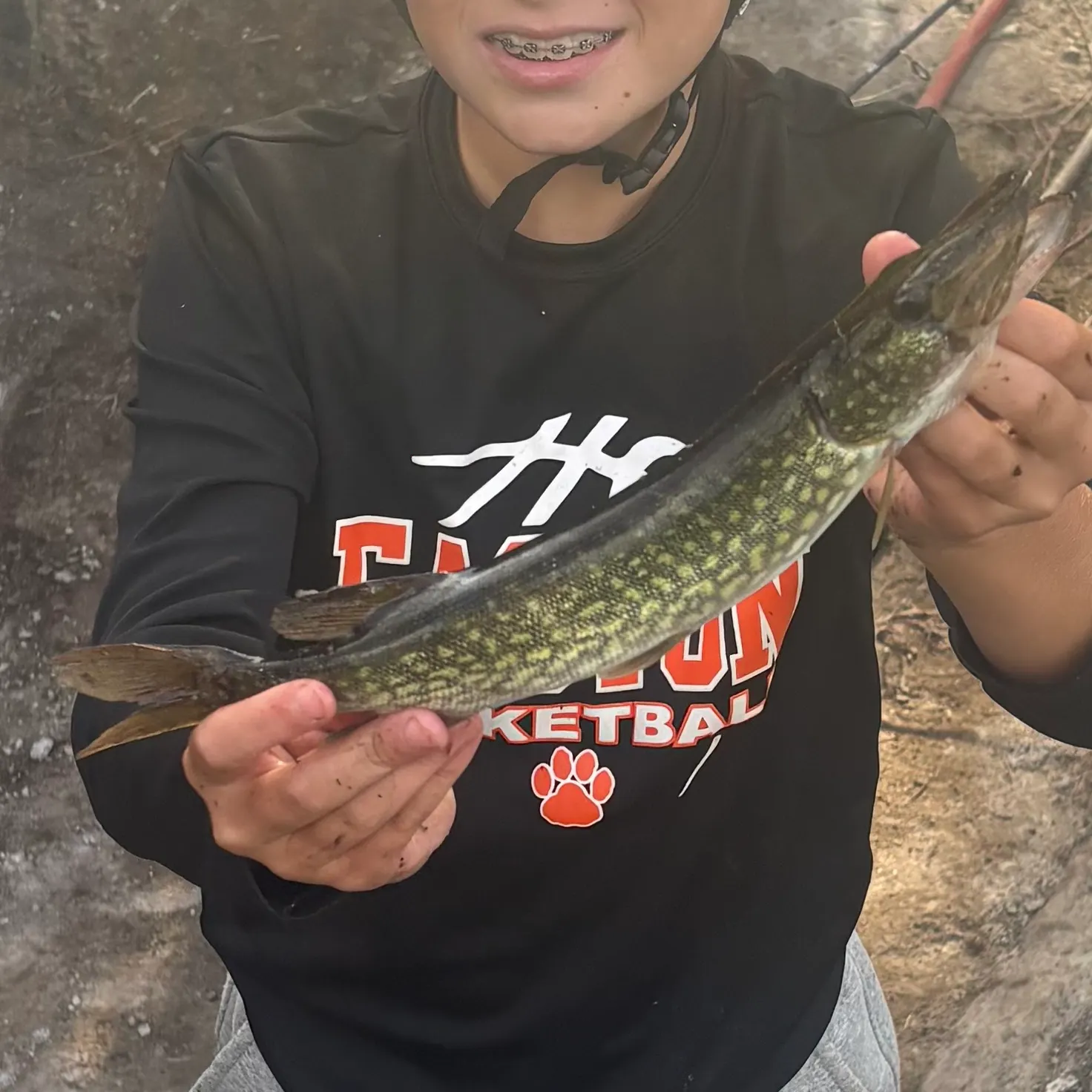 Chain pickerel caught on Fishbrain