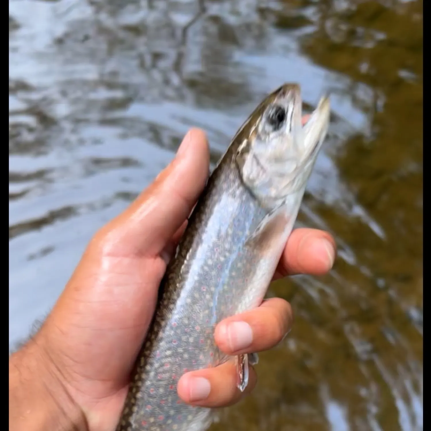 The most recent Brook trout catches on Fishbrain