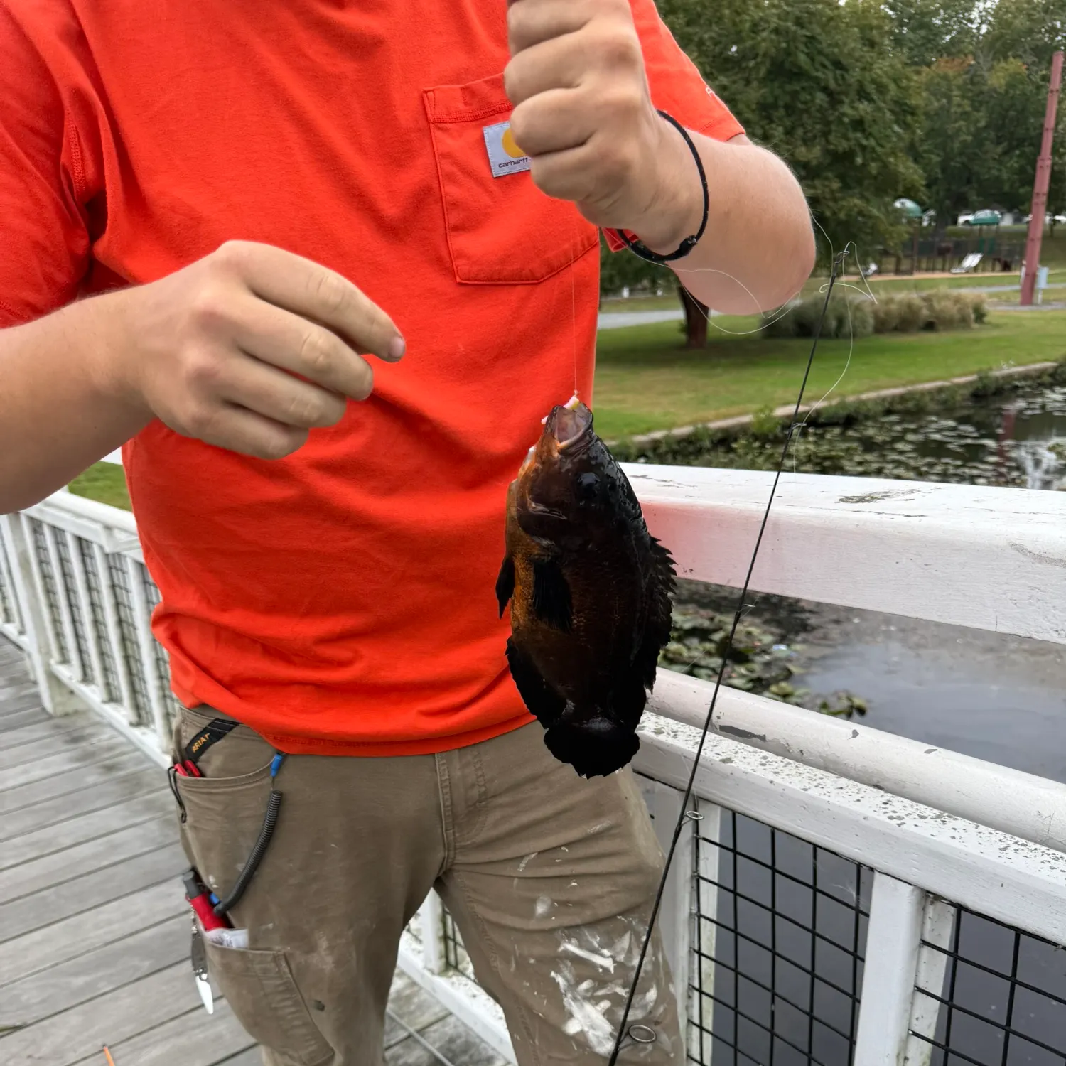 recently logged catches