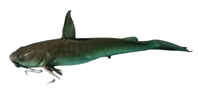 Sagor sea catfish