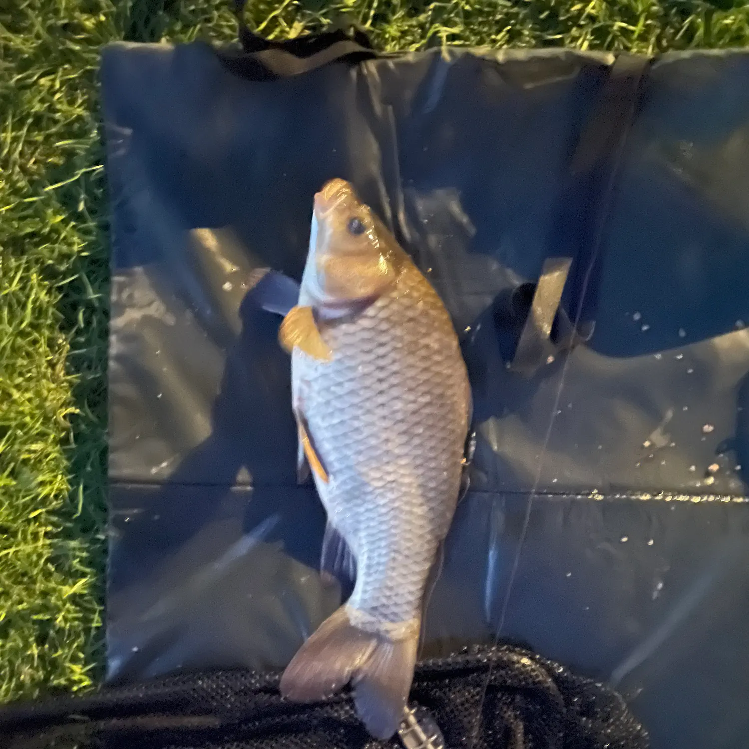 The most recent F1 carp catches on Fishbrain