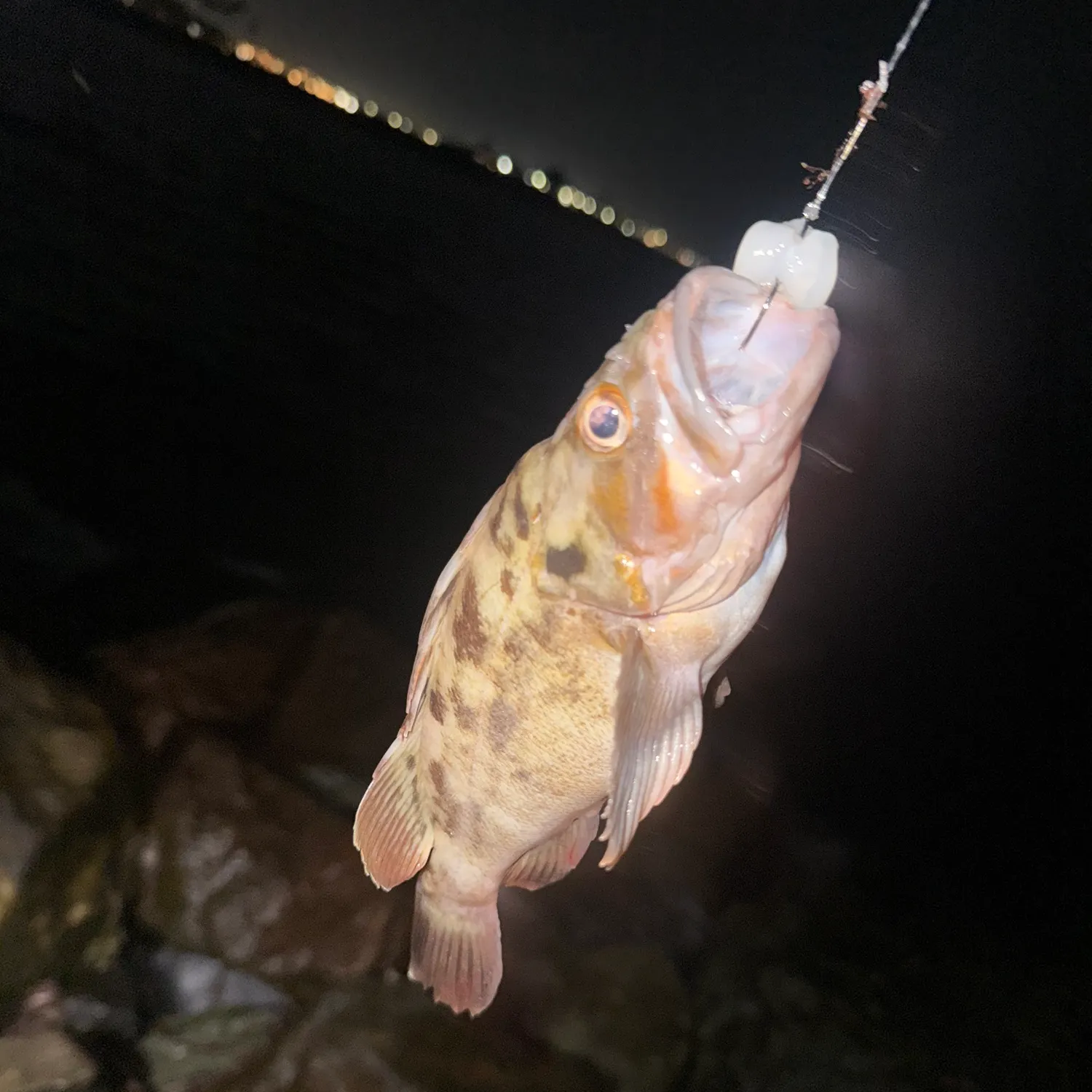 Copper rockfish caught on Fishbrain