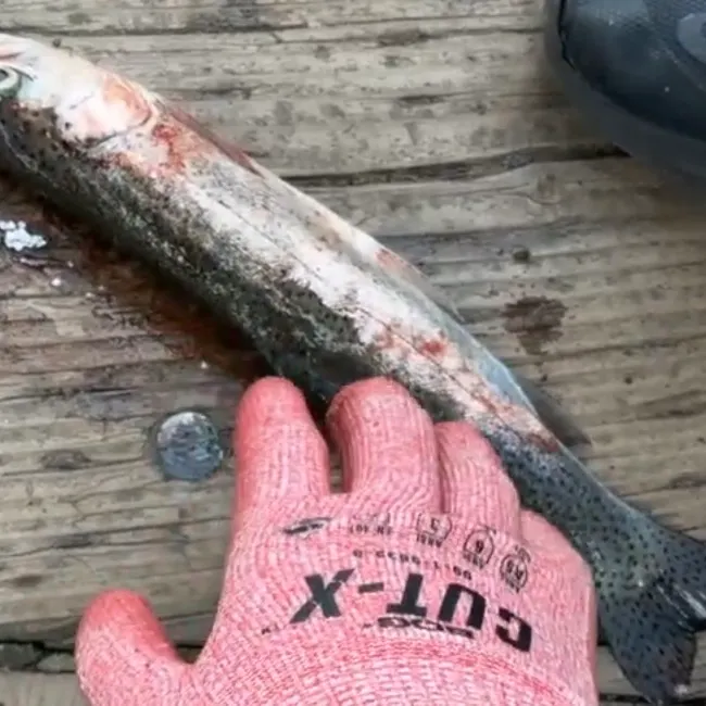 Rainbow trout caught on Fishbrain