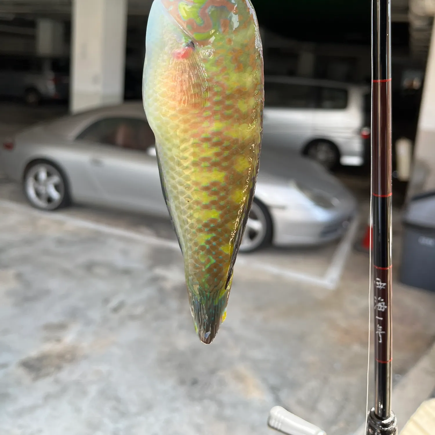 The most recent Common parrotfish catches on Fishbrain