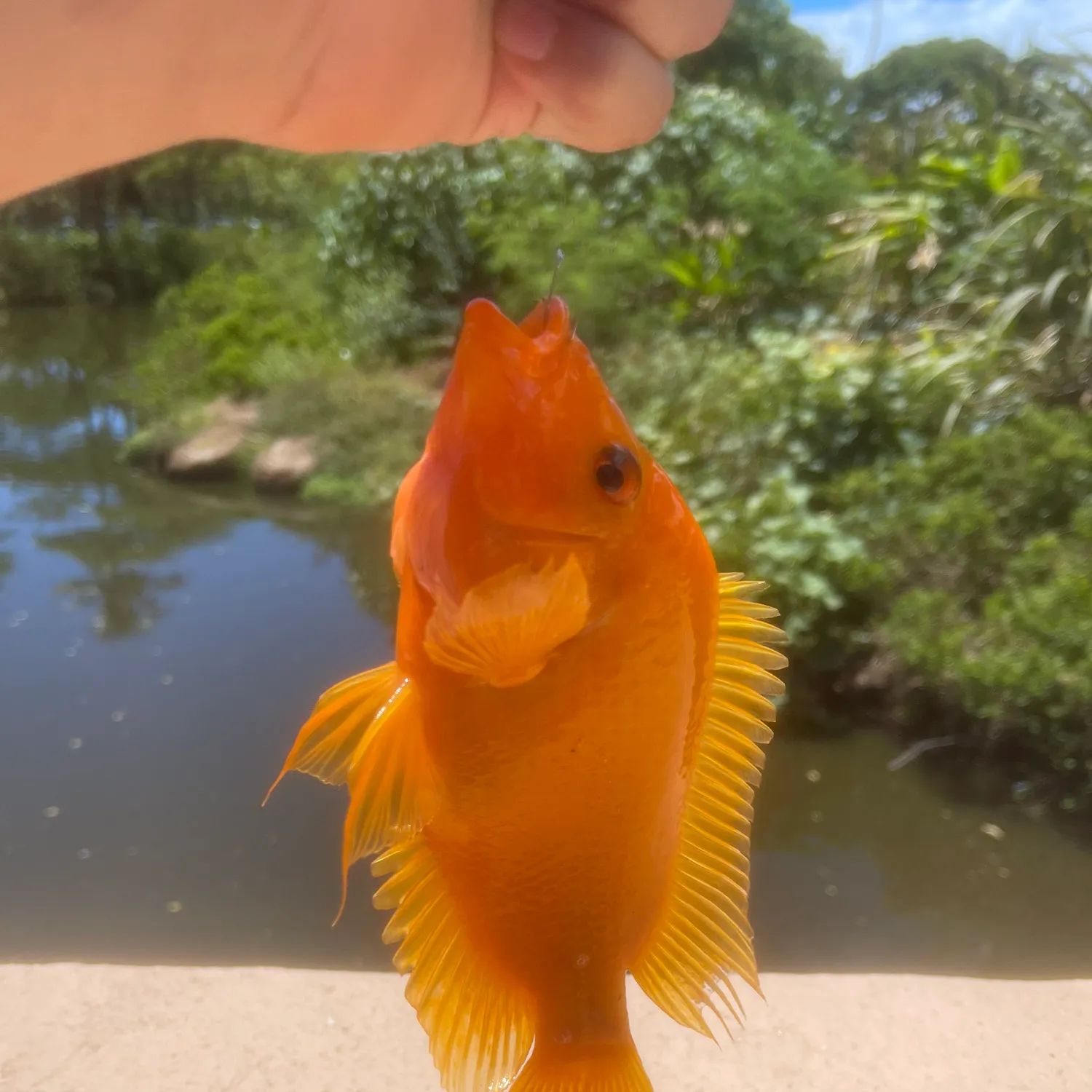 catch