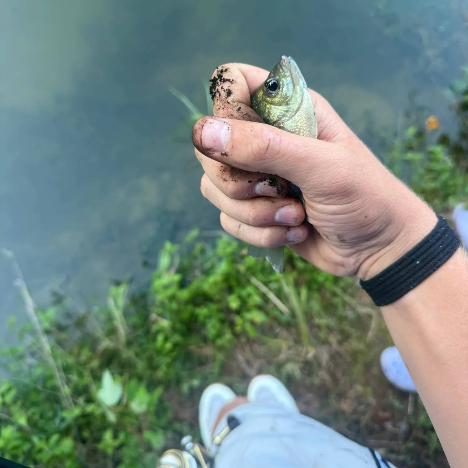 Fish caught on Fishbrain
