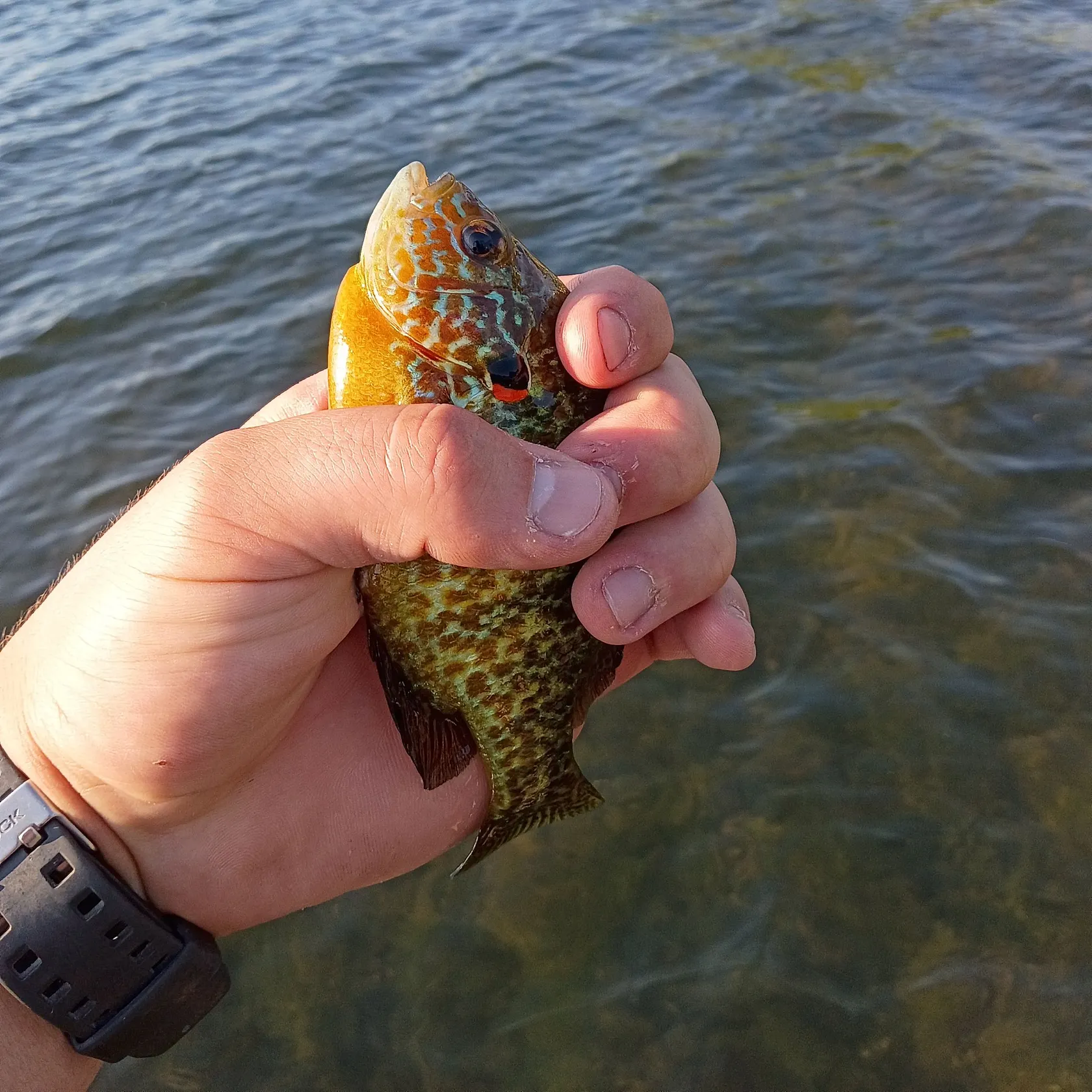 catch
