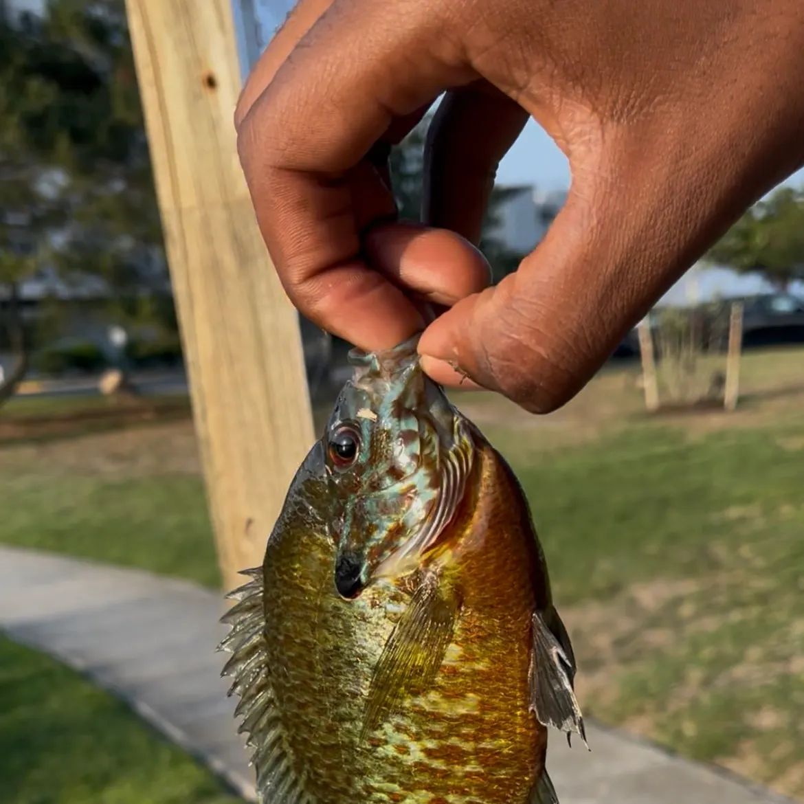 catch