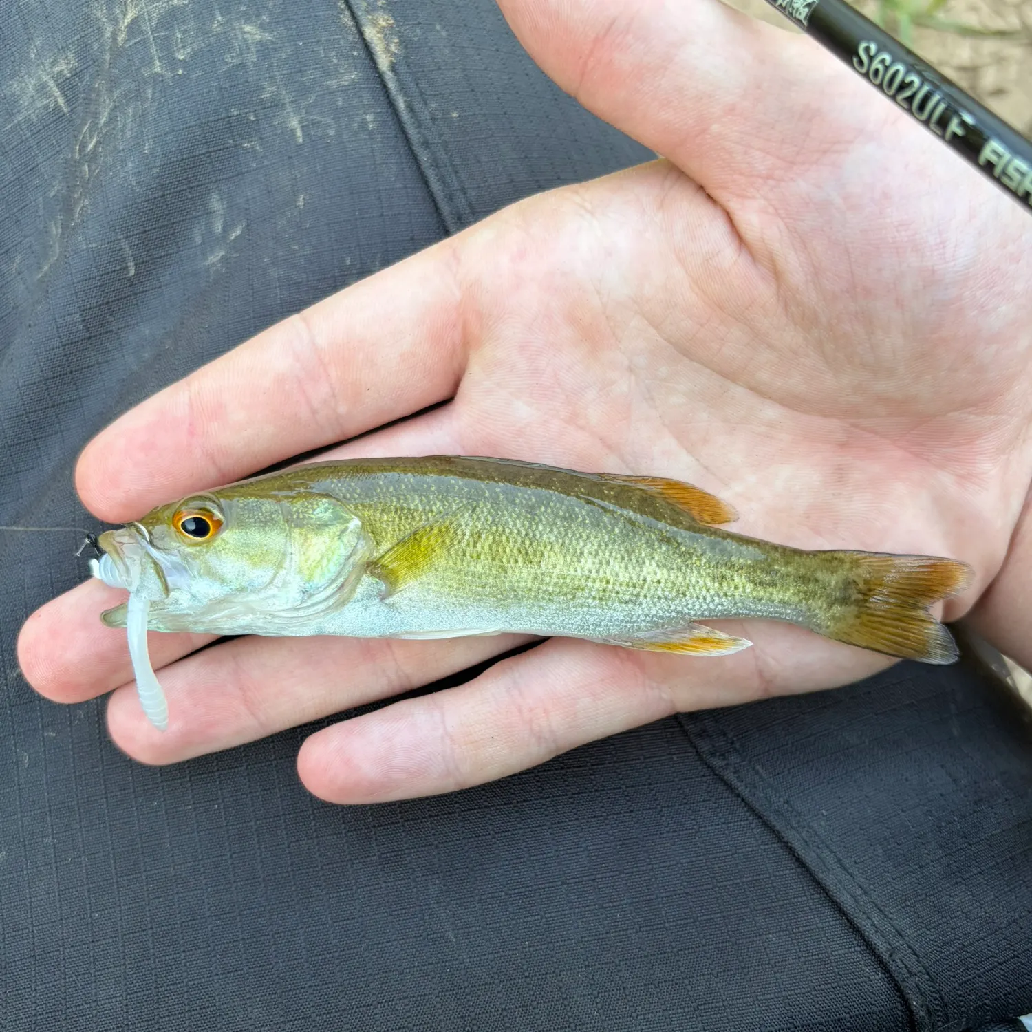 The most recent Bartram's x smallmouth bass catches on Fishbrain