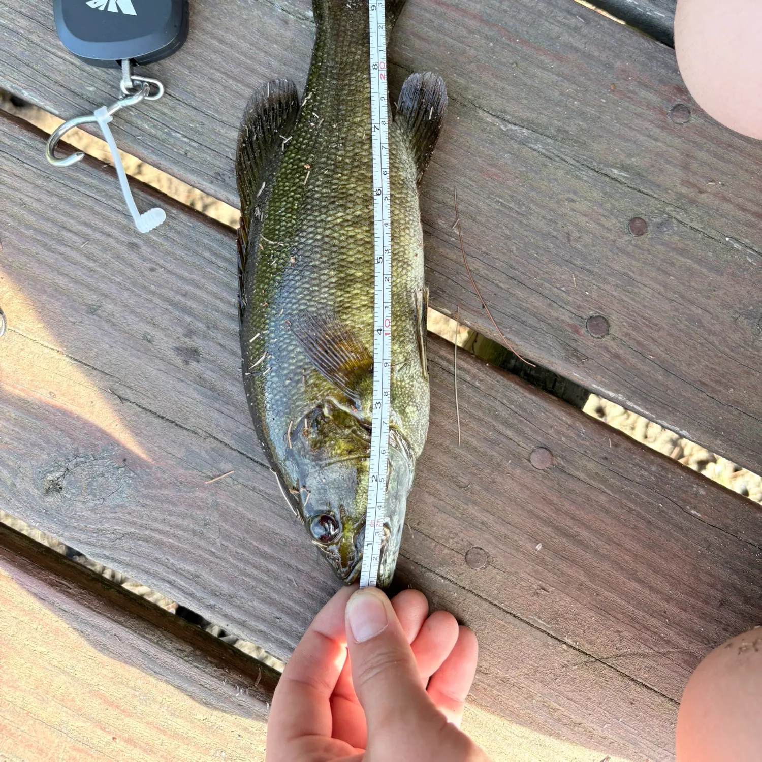 Smallmouth bass caught on Fishbrain