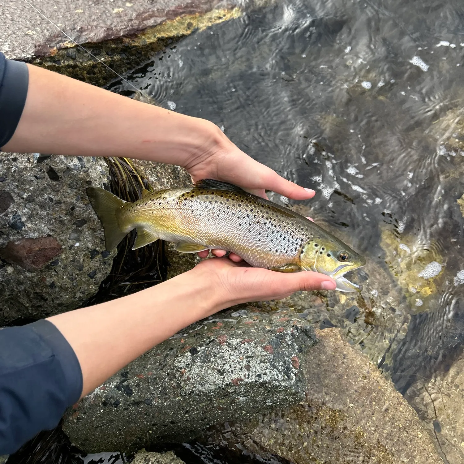 Brown trout caught on Fishbrain