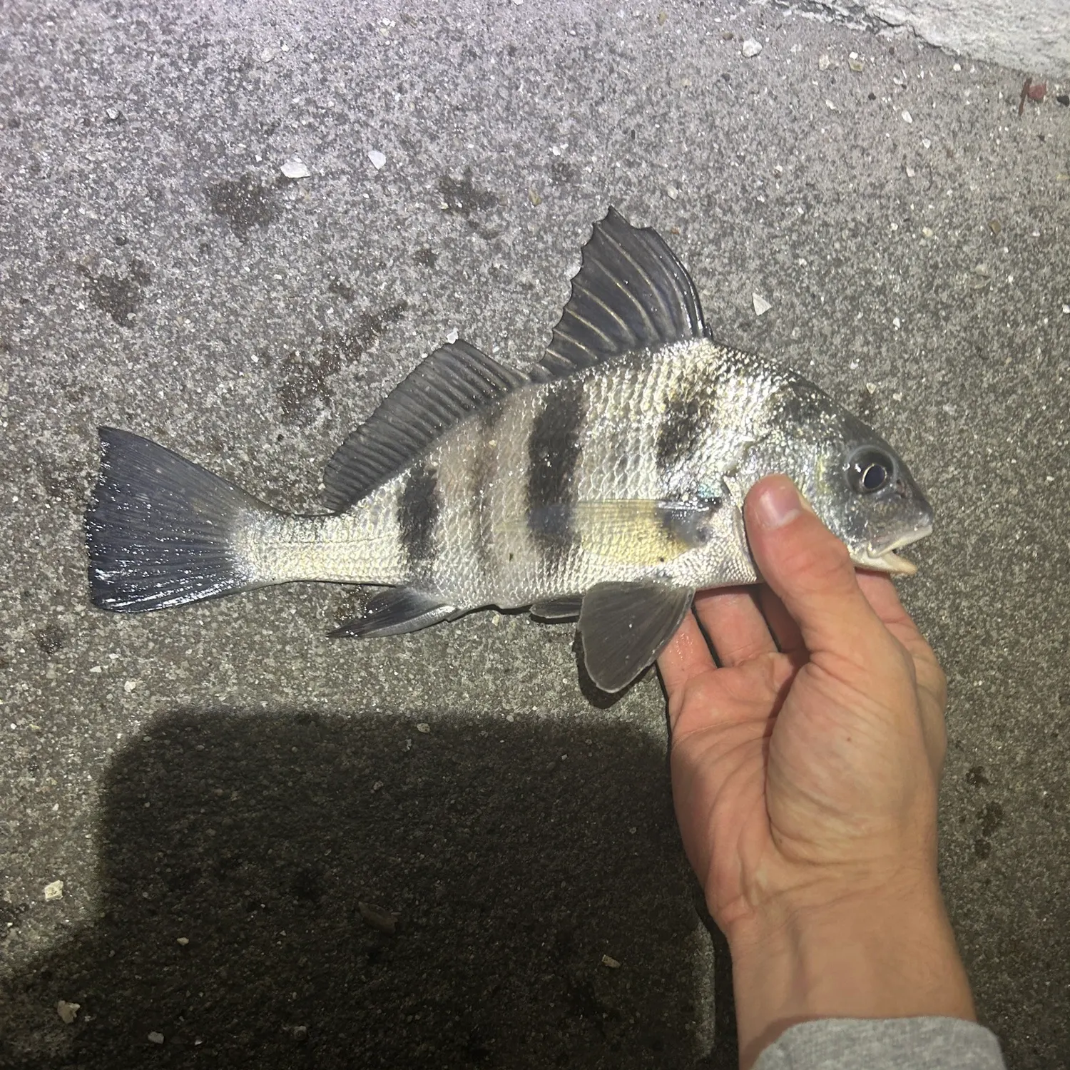 The most recent Black drum catches on Fishbrain