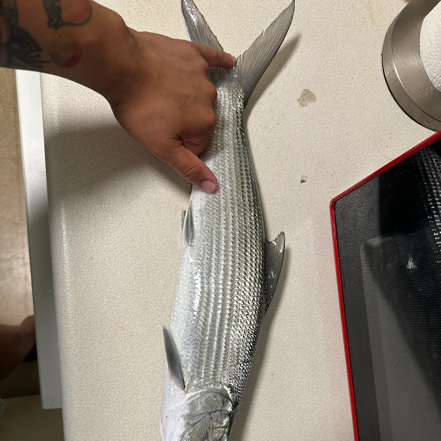 West Atlantic bonefish caught on Fishbrain