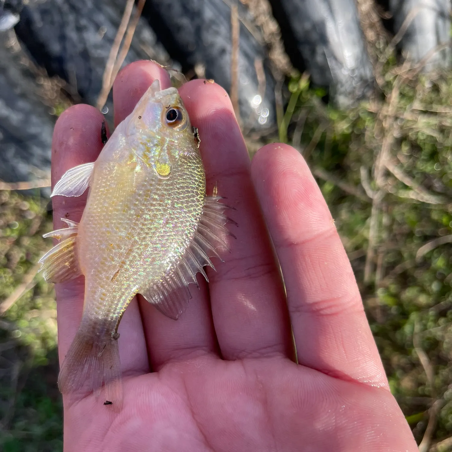 The most recent Longear sunfish catches on Fishbrain