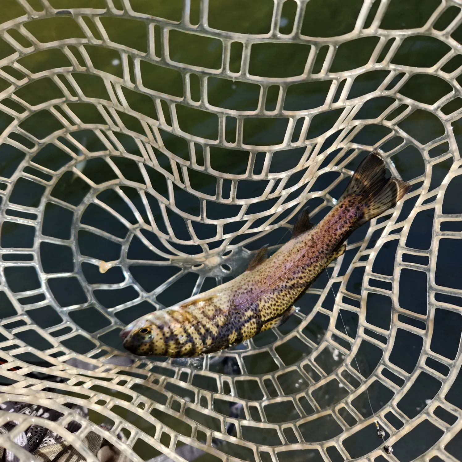 Rainbow trout caught on Fishbrain