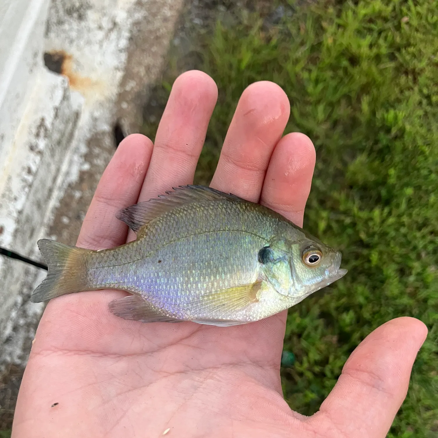 Greengill hybrid caught on Fishbrain