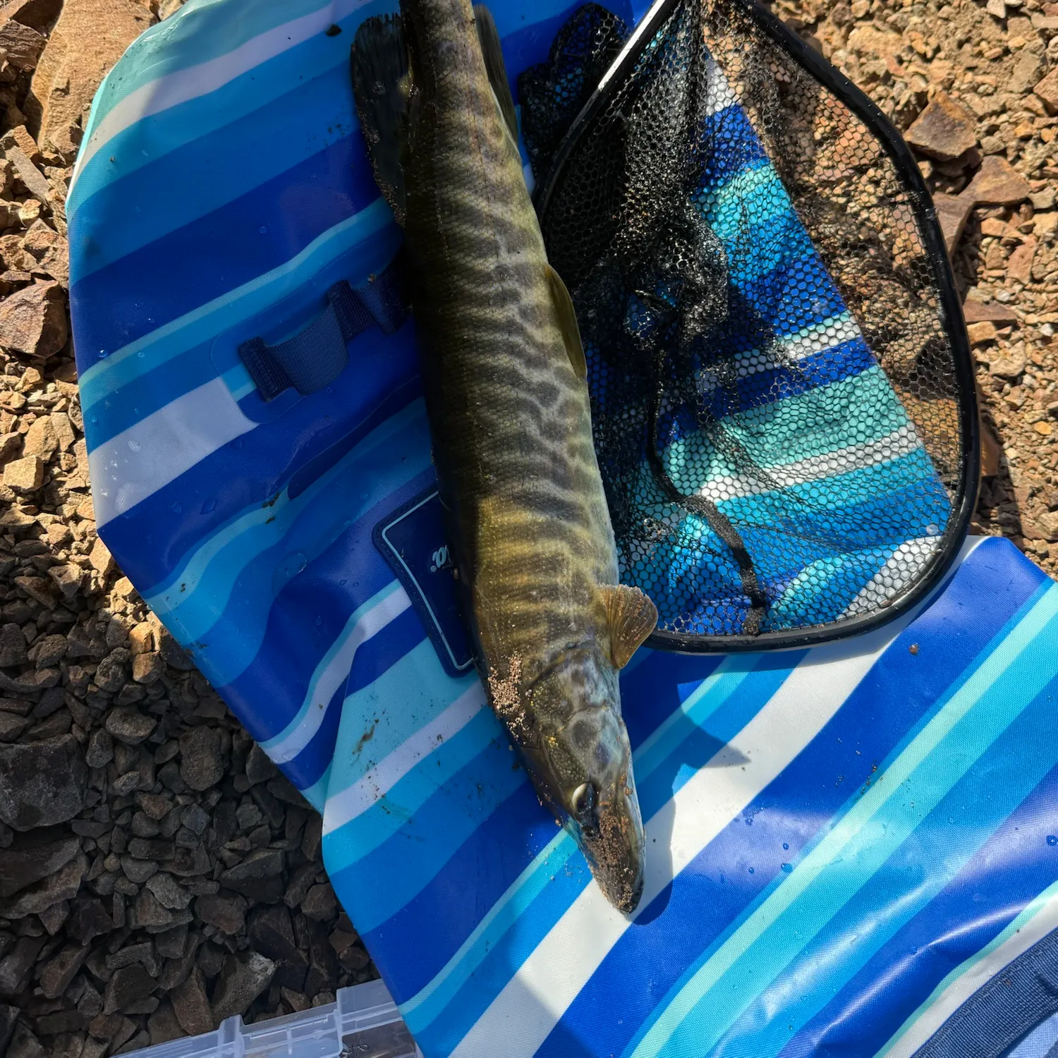 The most recent Tiger muskie catches on Fishbrain
