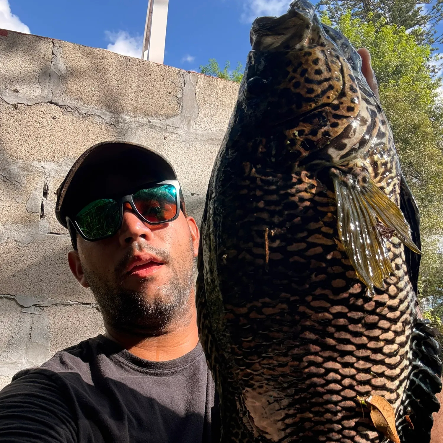 Jaguar cichlid caught on Fishbrain