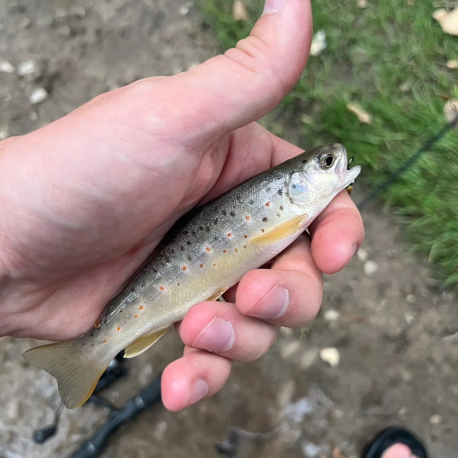 Brown trout caught on Fishbrain