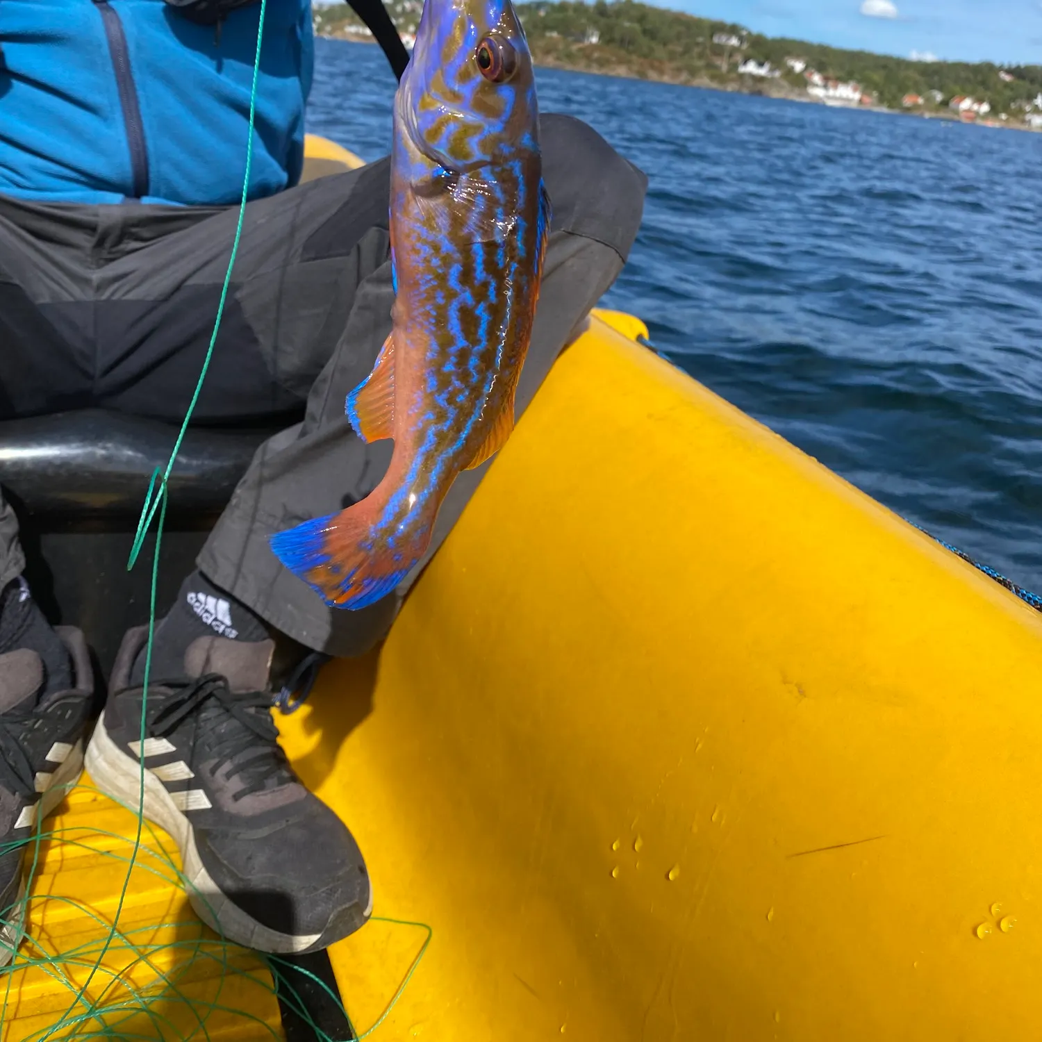 Cuckoo wrasse caught on Fishbrain
