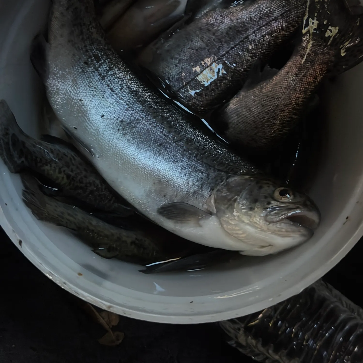 Rainbow trout caught on Fishbrain