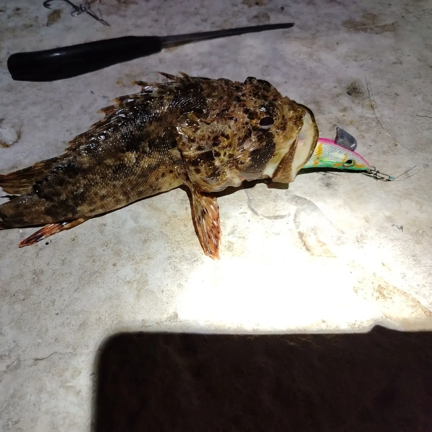The most recent Golden scorpionfish catches on Fishbrain