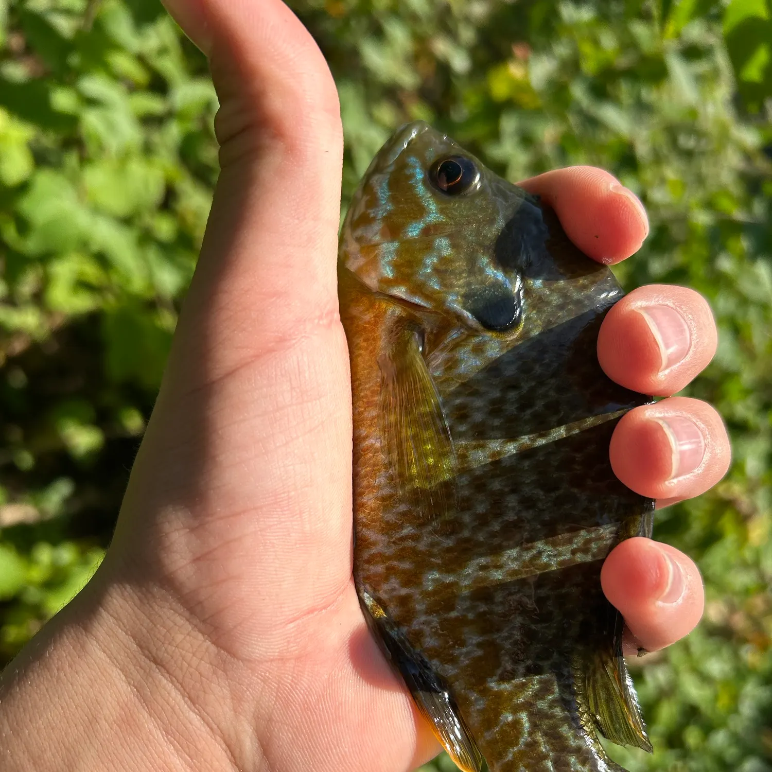 Pumpkinseed caught on Fishbrain