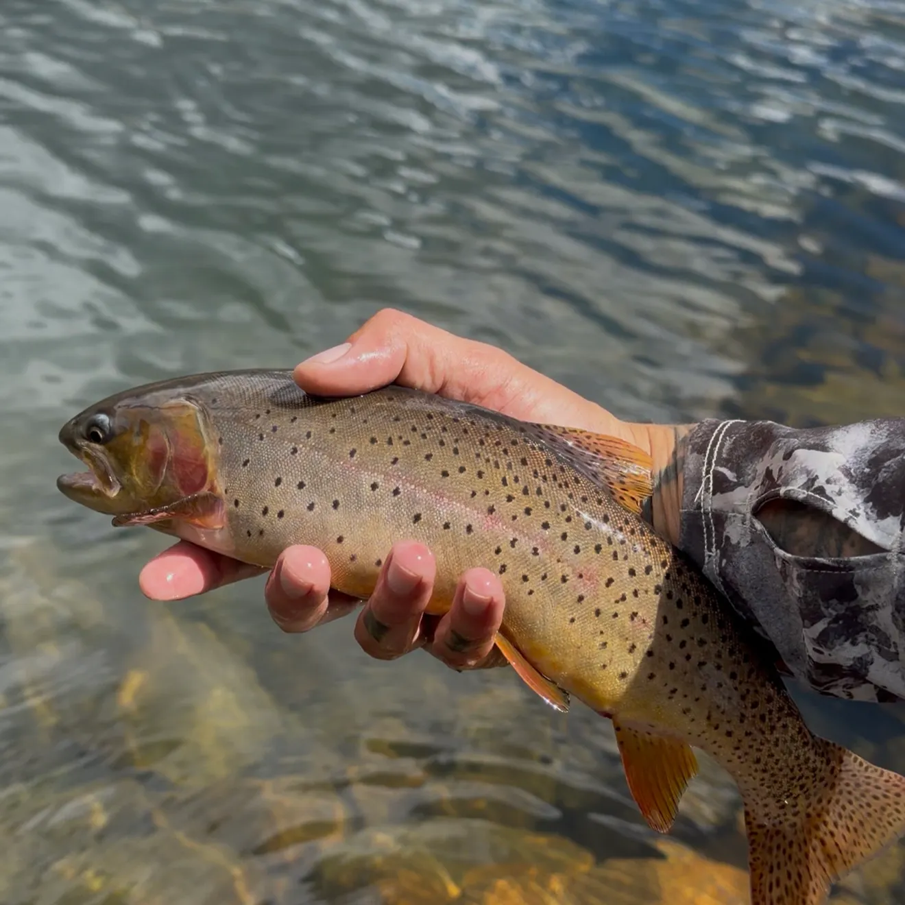 Cutthroat trout caught on Fishbrain