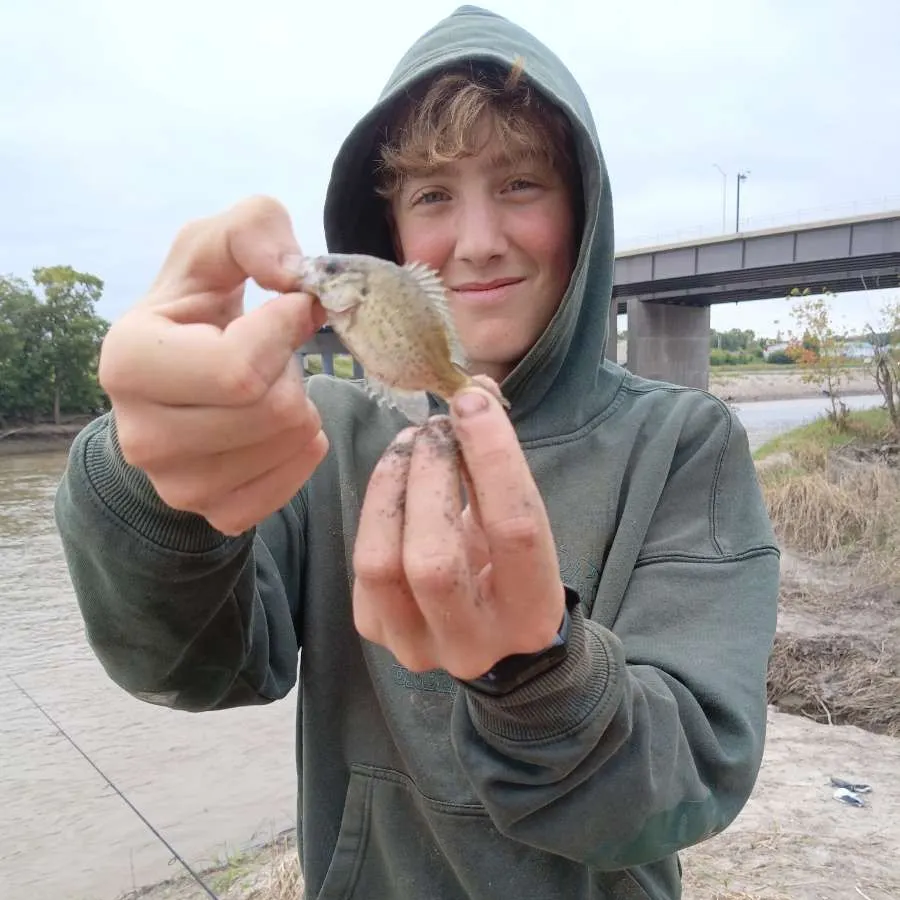 Rock bass caught on Fishbrain
