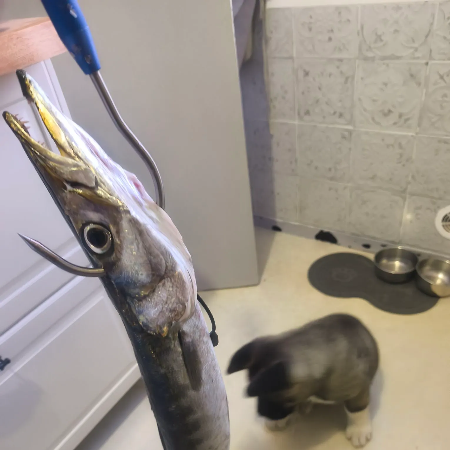 Pickhandle barracuda caught on Fishbrain