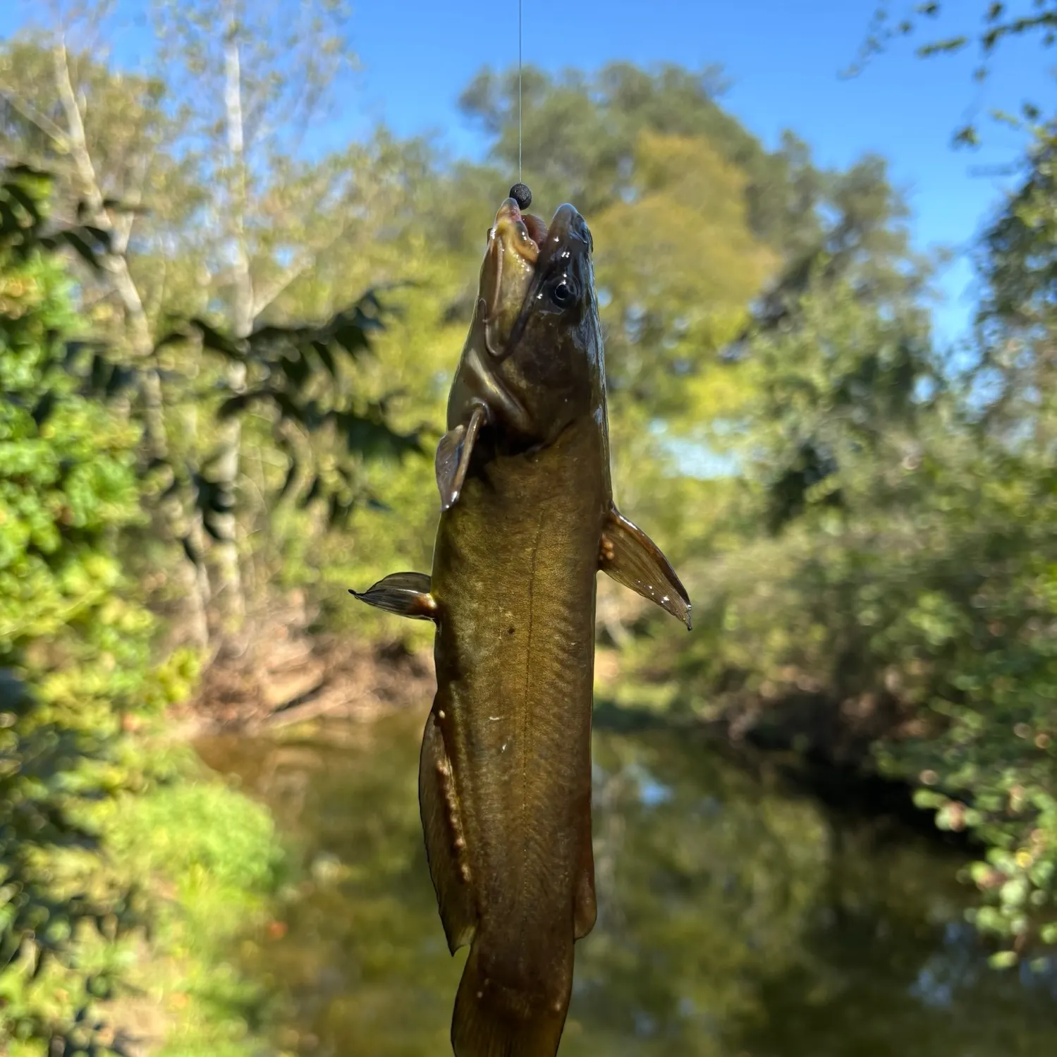 Yellow bullhead caught on Fishbrain