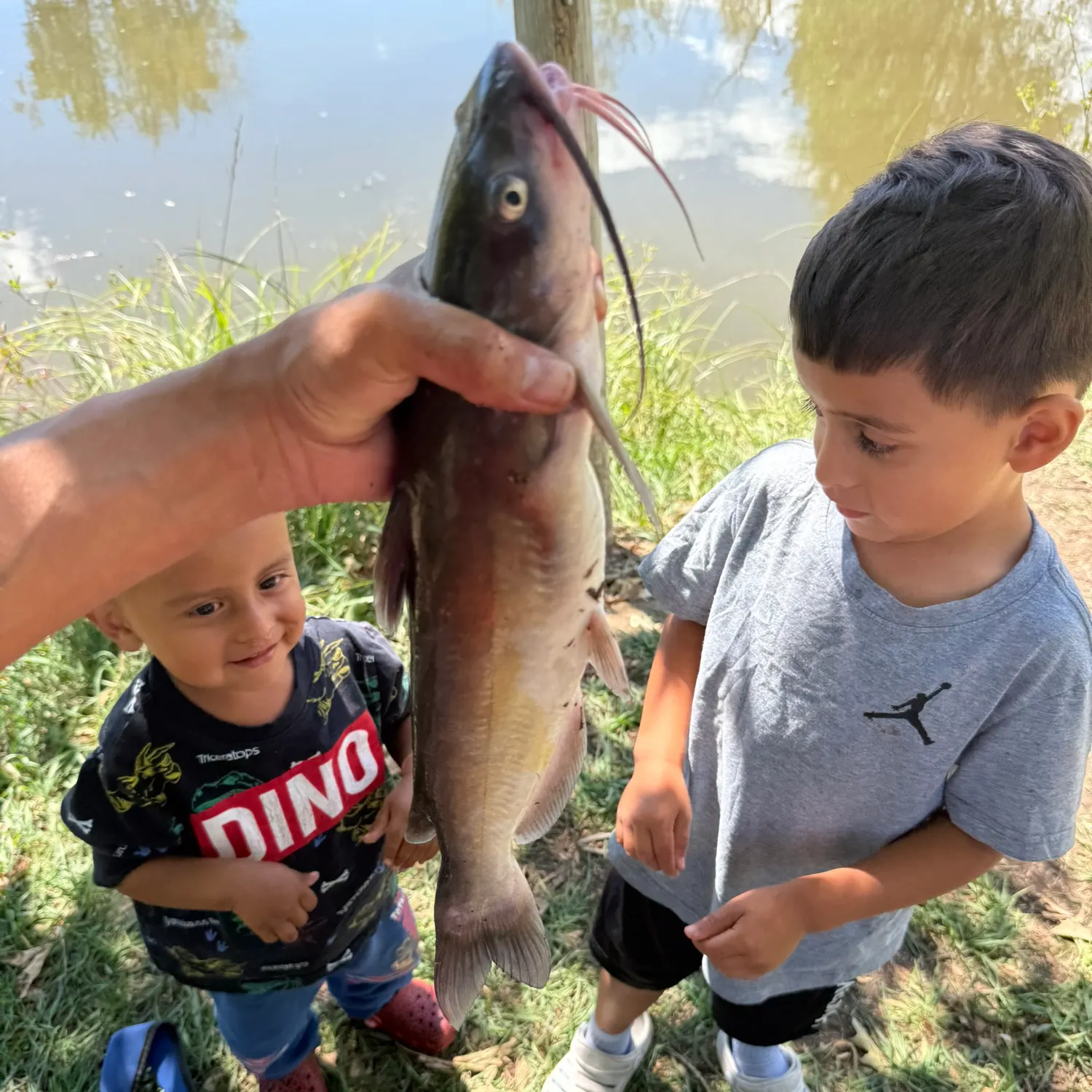 Channel catfish caught on Fishbrain