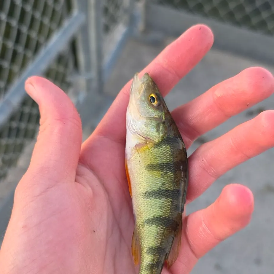 Yellow perch caught on Fishbrain