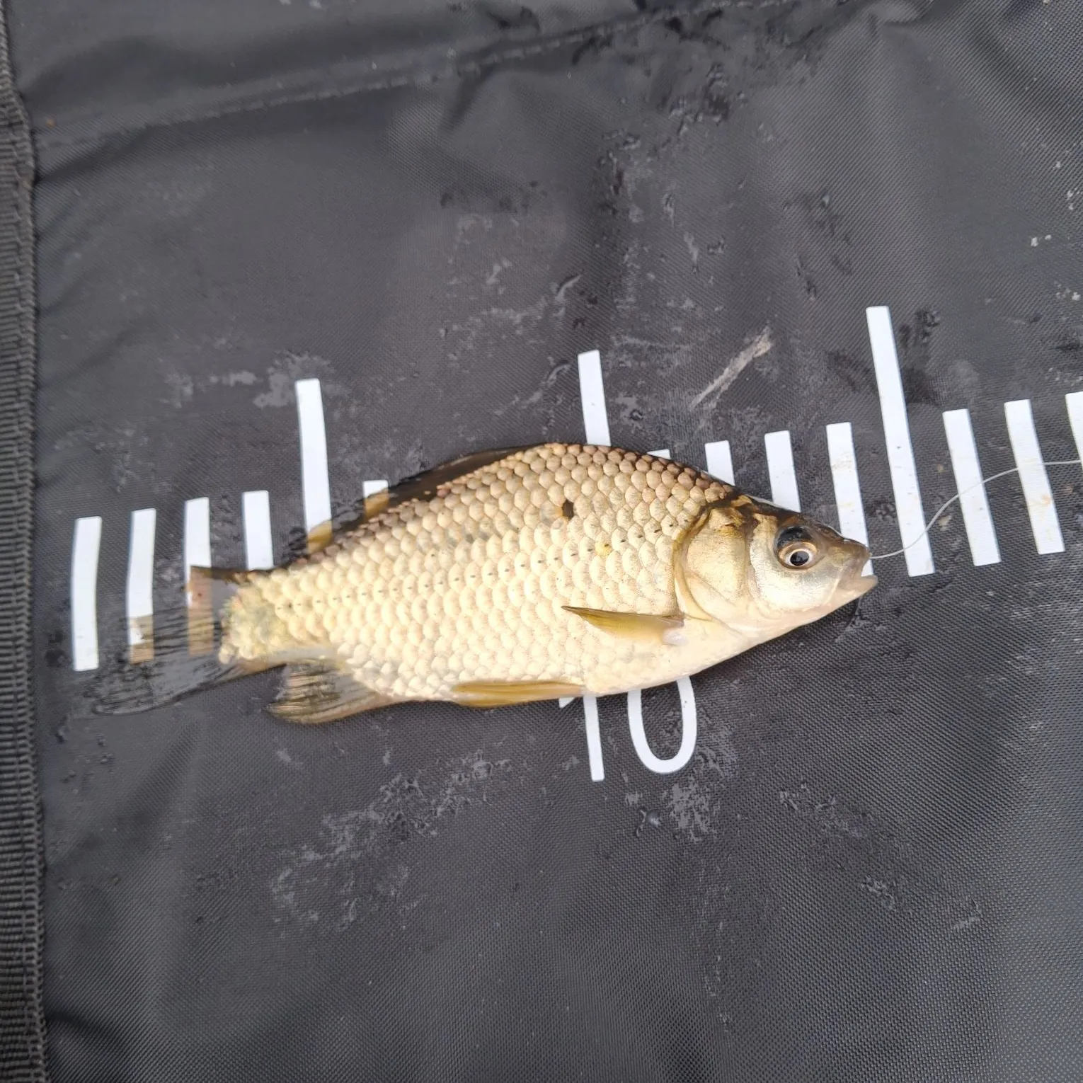 The most recent Crucian carp catches on Fishbrain