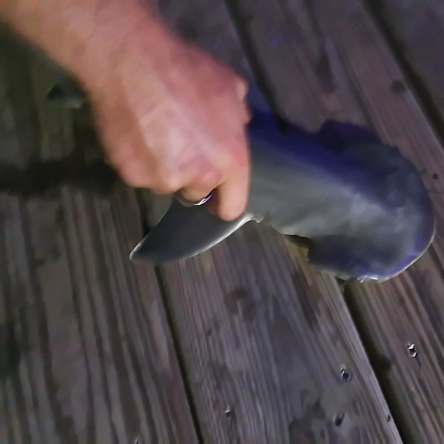 The most recent Bonnethead shark catches on Fishbrain