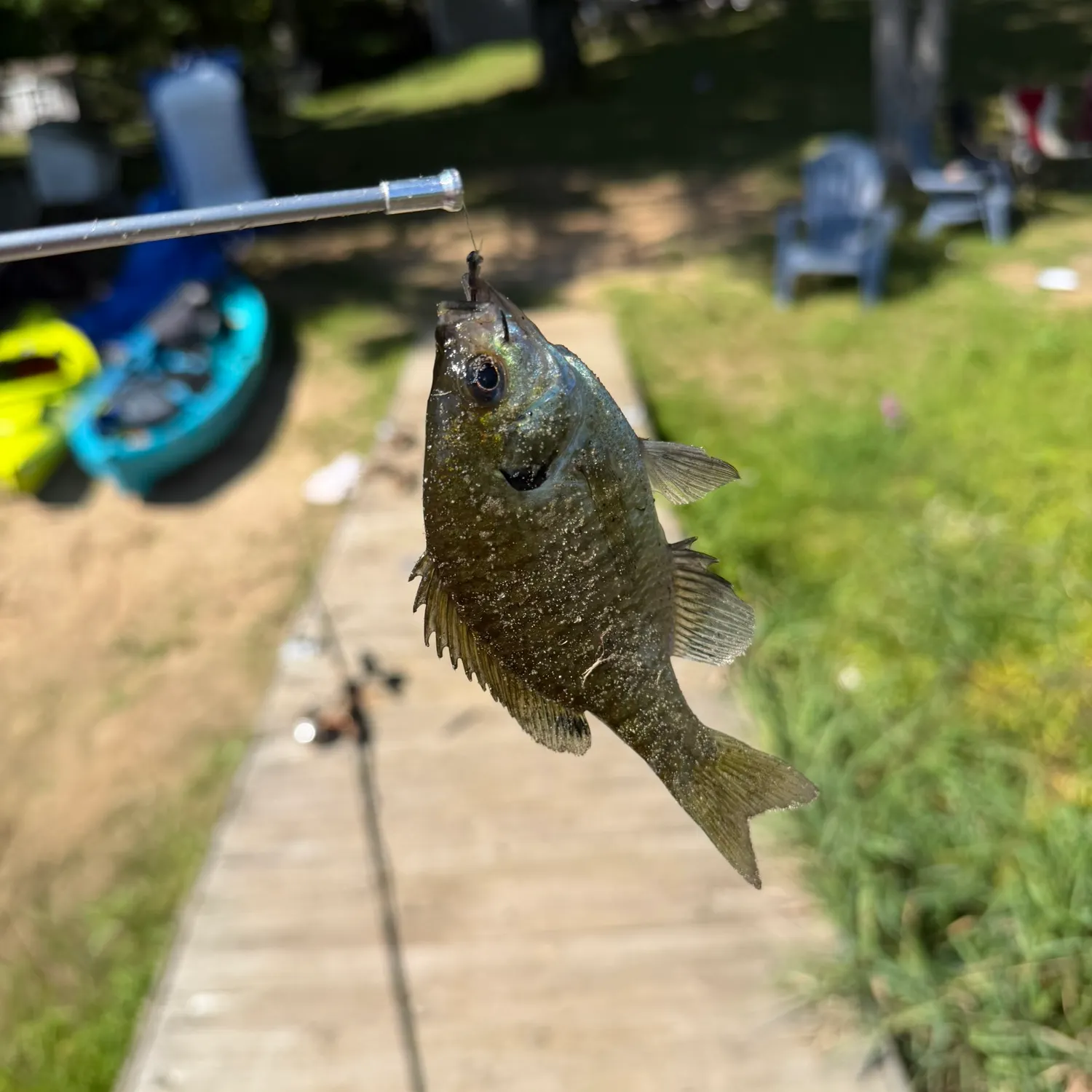 Bluegill caught on Fishbrain